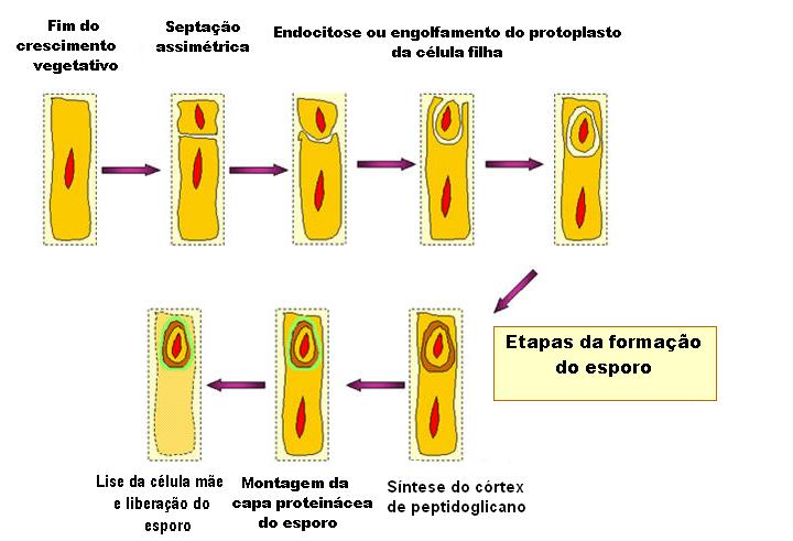 MEMBRANA CELULAR, ESPOROS E BIOSSÍNTESE MACROMOLECULAR